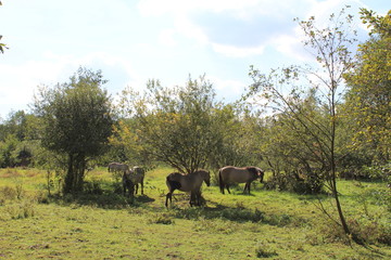 group of small grey konik horses grazing between the shrubs in the green field in the forest in summer © Angelique