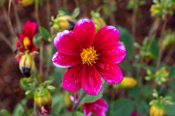 Fototapeta premium Daisy Dew