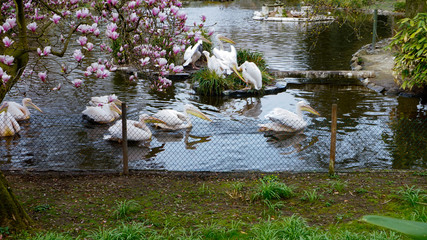Tulip tree with pelikans