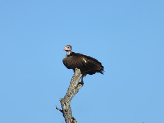 Lappet-faced vulture perched atop a branch of a tree against a blue sky