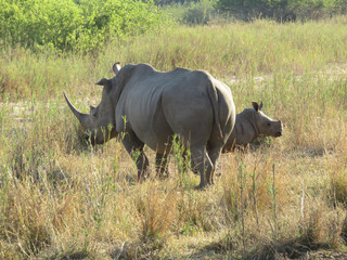 Obraz premium Rhinoceros mother and baby