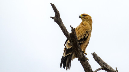 Tawny Eagle