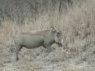 Warthogs kneel on their front legs to eat