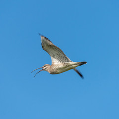 Beautiful Icelandic bird called Eurasian Curlew (Numenius arquata) with long curved beak, Iceland,...