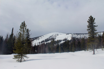 winter landscape with trees and snow