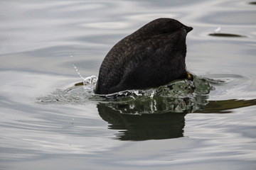 diving coot