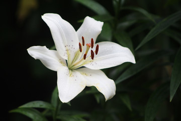 Fototapeta na wymiar white lily on black background