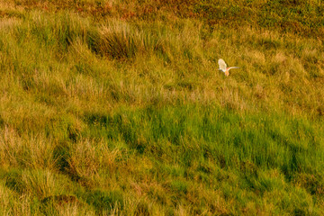 Obraz na płótnie Canvas Flying Wild Barn Owl hunting at sunset time in nice light in the natural habitat in Yorkshire Dales, UK
