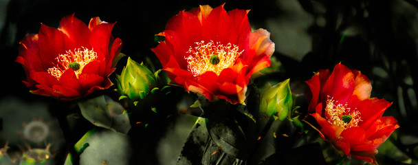 Blooming red flower on cactus prickly pear  © David Halgrimson