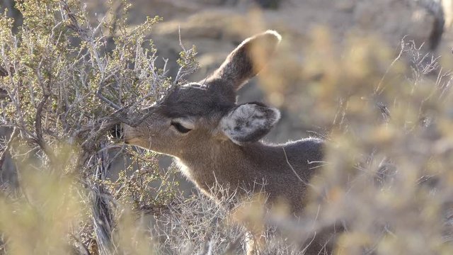 Foraging Mule Deer with cholla cactus ball stuck on nose.  Shot taken at Red Rock Canyon National Conservation Area in the Spring Mountains near Las Vegas, Nevada.