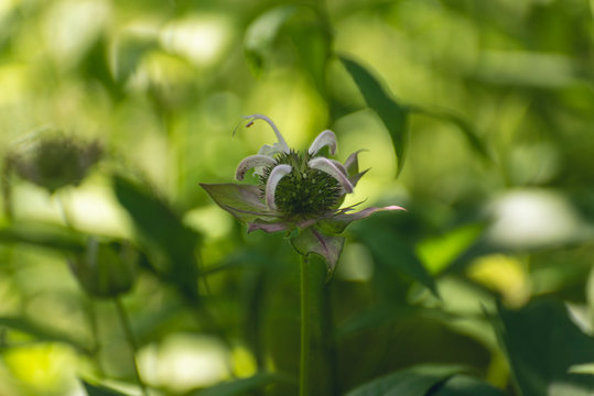 Pink Monarda Flower In Dappled Sunlight Surrounded By Green