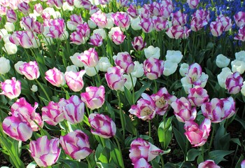 Beautifully blooming tulips in a spring garden 
