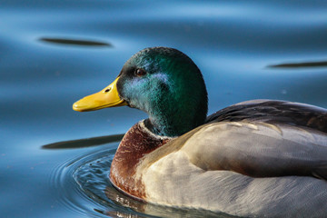 mallard duck