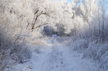 in winter forest