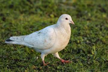 pigeons