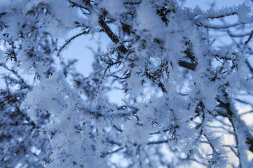 juniper in the snow