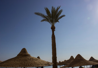 palm tree in beach