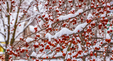 Fototapeta premium Red Winter Berries on Trees