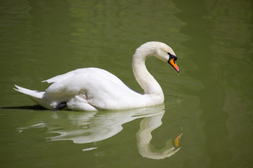 White swan 