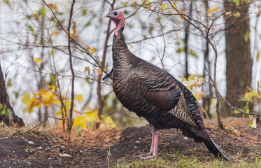 Eastern Wild Turkey (Meleagris gallopavo silvestris) hen in a autumn colored wooded yard pauses momentarily as if to pose for the camera.