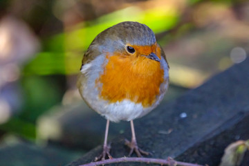 robin