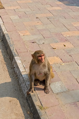 Streat of New Delhi with wild monkeys 