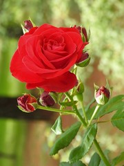 Close-up of a beautiful red rose with buds blooming in the garden, on a sunny day. In the background, blurred vegetation.