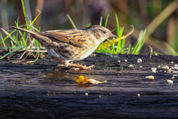 dunnock