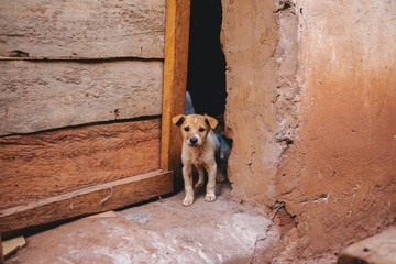 puppy dog in Uganda, Africa