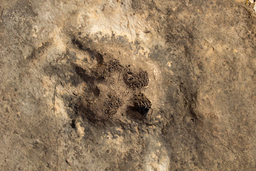 Fossil, dinosaur footprint on the rock - archaeological excursion in search of prehistoric fossils - archaeologian  and paleologist concept - findings on the ancient river bed in Spain, Europe.