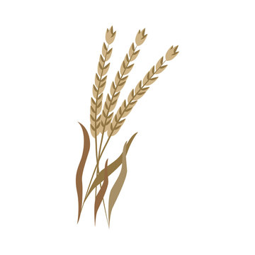 Ripe dry ears of spelt on stem in flat style - vector illustration of brown whole cereal spike of dinkel wheat isolated on white background. Bunch og grain branches for organic farm eating concept.
