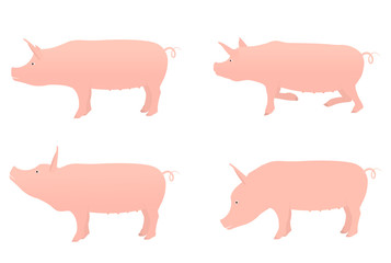 Pig flat isolated on white background