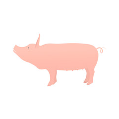 Pig flat isolated on white background