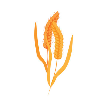 Ripe dry wheat ears with grains on stalk in flat style - vector illustration of yellow whole cereal spikes with golden seeds isolated on white background. Cereal crop for healthy organic food concept.