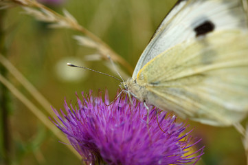 Schmettlinge Deutschlands - Kohlweißling