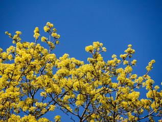 Spring Flowers and Tree Buds