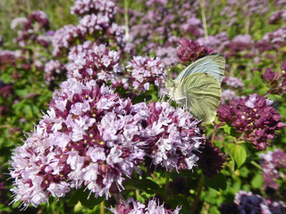 Schmettlinge Deutschlands - Kohlweißling