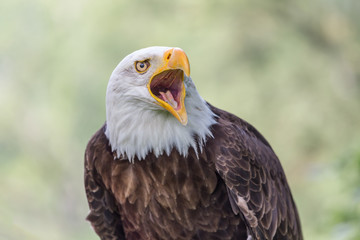 sea eagle