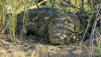 Large Nile Crocodile hiding in grass