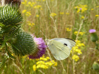 Obraz premium Schmettlinge Deutschlands - Kohlweißling