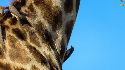 Close-up of Red-billed Oxpeckers on Giraffe