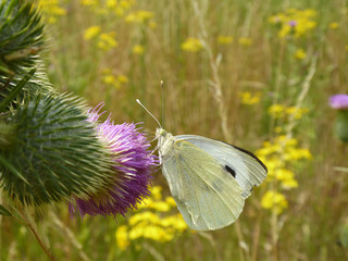 Schmettlinge Deutschlands - Kohlwei&szlig;ling