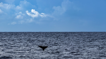 Whale & Dolphin Watching in the Azores