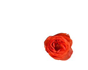Orange Rose Bloom on White Background