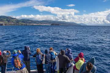 Whale & Dolphin Watching in the Azores