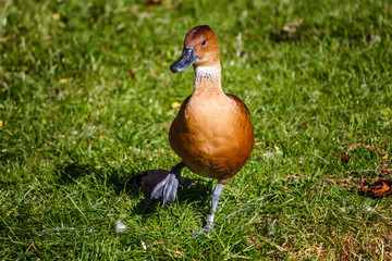 Fulvous Whistling Duck