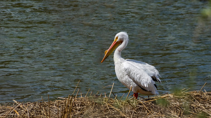 Pelican Lake Widescreen