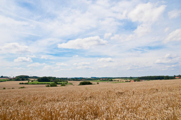 Weizenfeld im Sommer