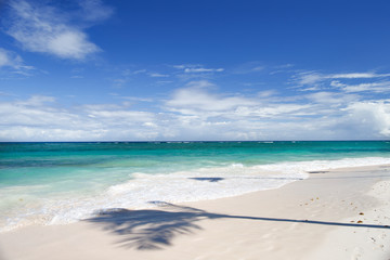 Fototapeta na wymiar The shade of a palm tree on the sandy shore of a dominican beach