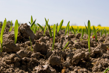 junge Weizenpflanzen im Frühling